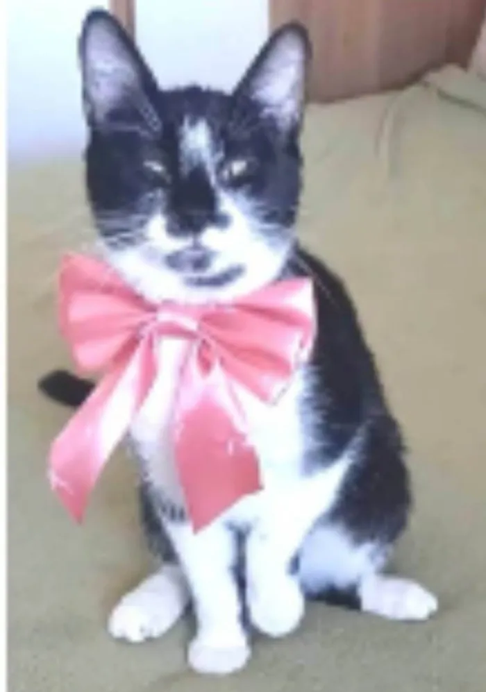 Gato ra a srd frajolinha  idade 7 a 11 meses nome AIKA
