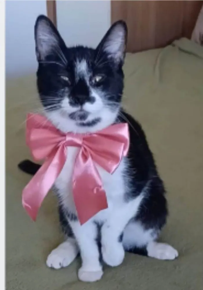 Gato ra a srd frajolinha  idade 7 a 11 meses nome AIKA
