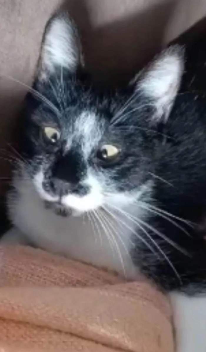 Gato ra a srd frajolinha  idade 7 a 11 meses nome AIKA