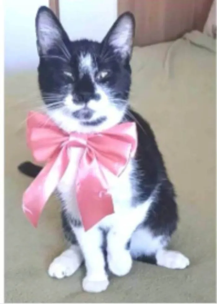 Gato ra a srd frajolinha  idade 7 a 11 meses nome AIKA