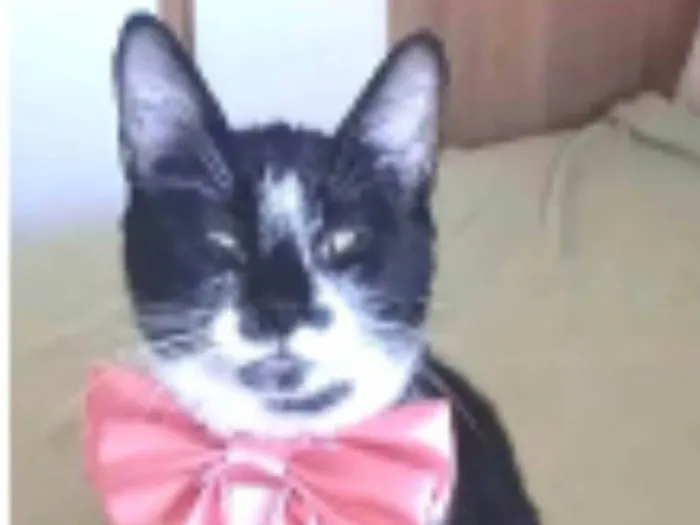 Gato ra a srd frajolinha  idade 7 a 11 meses nome AIKA