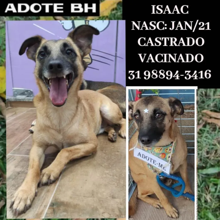 Cachorro ra a SRD idade 1 ano nome ISAAC