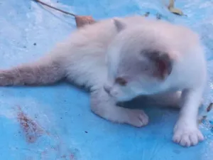 Gato raça Mestiço de Thai idade Abaixo de 2 meses nome Thaiz