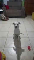 Pipoca