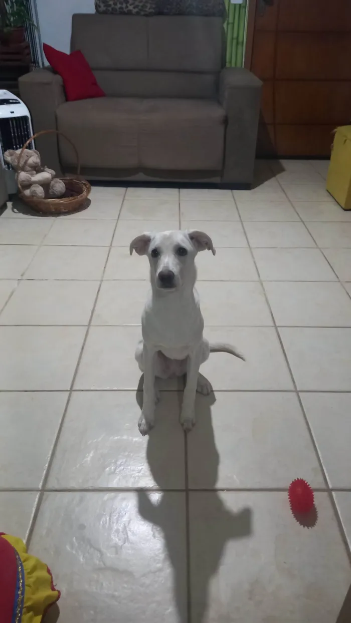 Cachorro ra a SRD-ViraLata idade 7 a 11 meses nome Pipoca