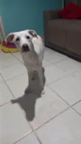 Pipoca