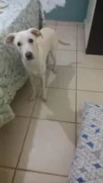 Pipoca