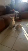 Pipoca