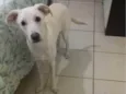 Pipoca