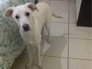 Cachorro raça SRD-ViraLata idade 7 a 11 meses nome Pipoca