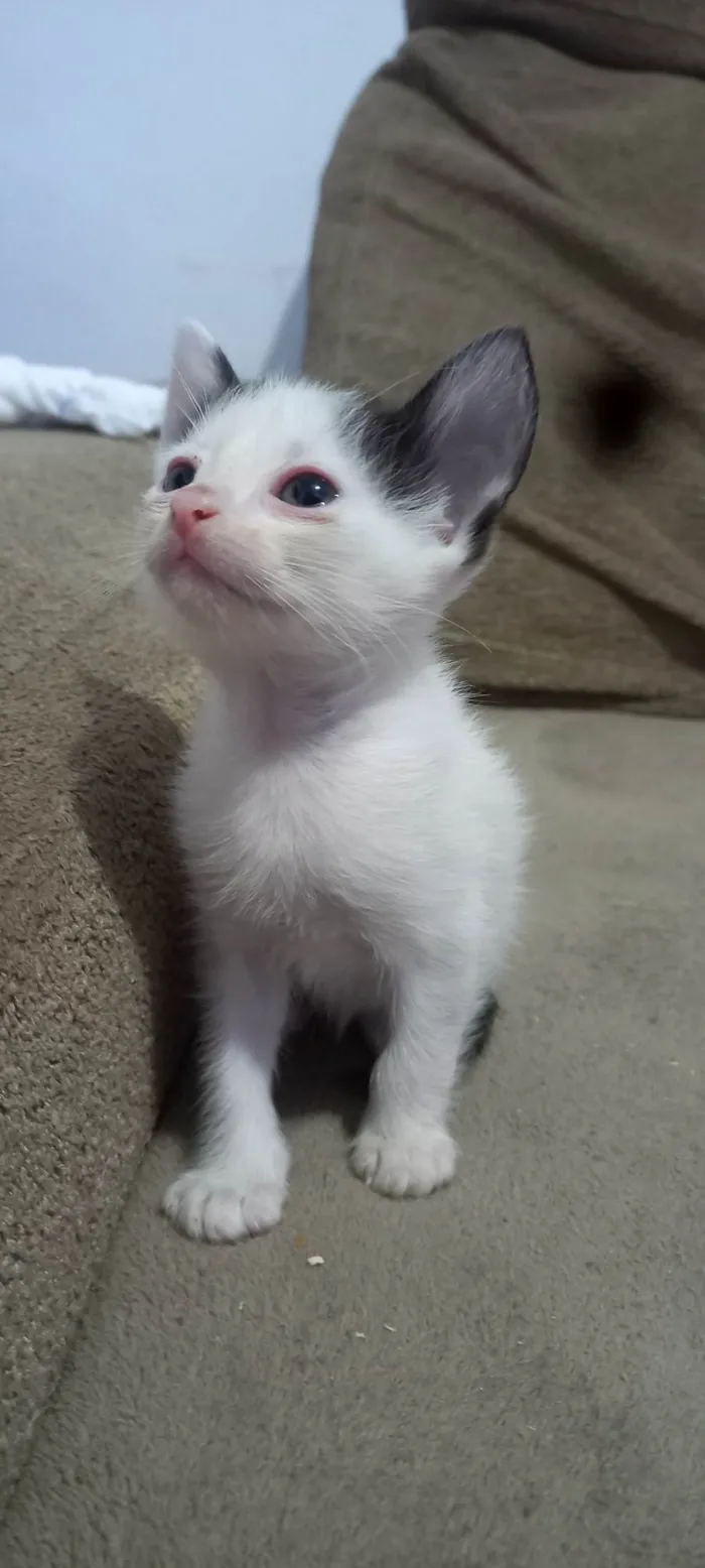 Gato ra a SRD-ViraLata idade Abaixo de 2 meses nome Sem nome