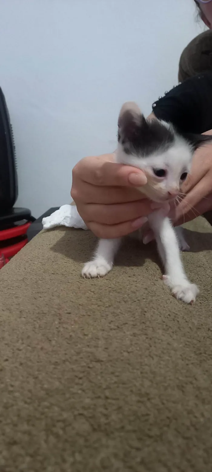 Gato ra a SRD-ViraLata idade Abaixo de 2 meses nome Sem nome