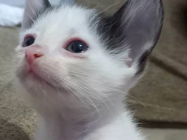 Gato ra a SRD-ViraLata idade Abaixo de 2 meses nome Sem nome