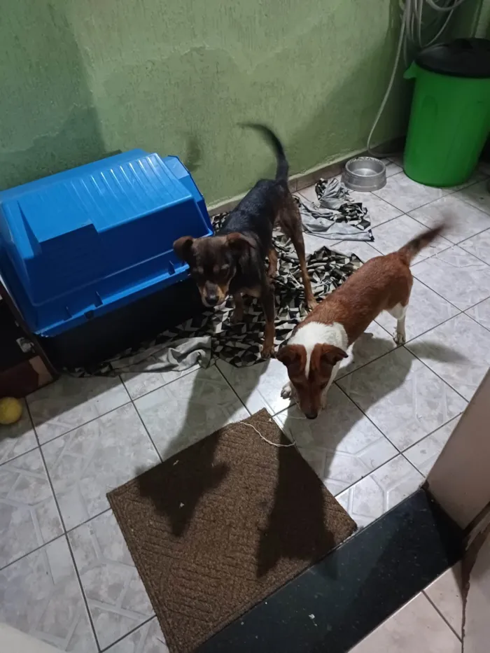 Cachorro ra a SRD-ViraLata idade 3 anos nome Banze