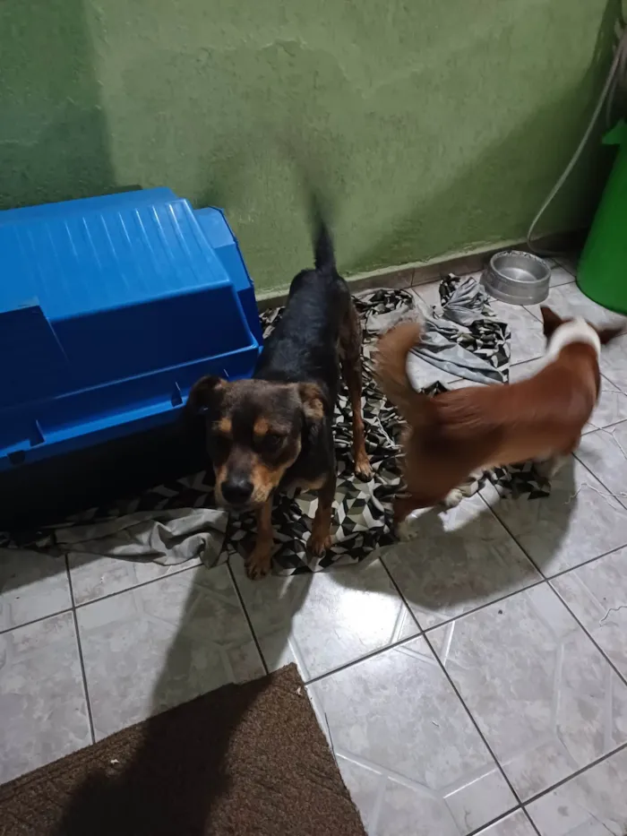 Cachorro ra a SRD-ViraLata idade 3 anos nome Banze