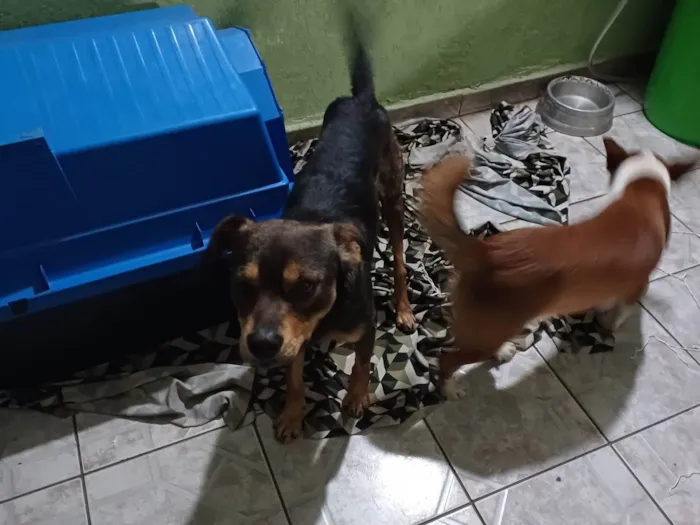 Cachorro ra a SRD-ViraLata idade 3 anos nome Banze