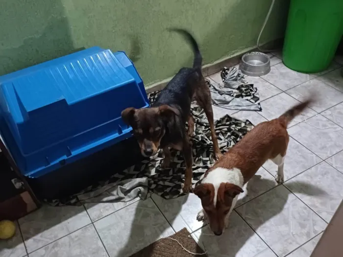 Cachorro ra a SRD-ViraLata idade  nome Pitoco