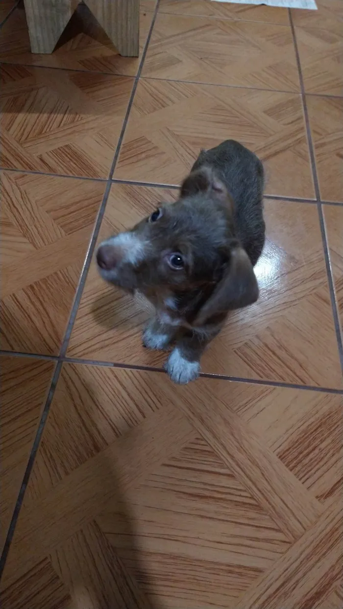 Cachorro ra a ViraLata idade 2 a 6 meses nome Mumu