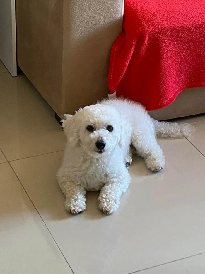 Cachorro ra a Poodle idade 2 anos nome Noha