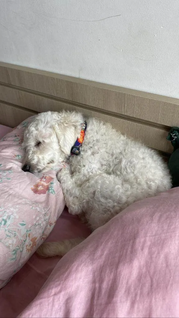 Cachorro ra a Poodle idade 2 anos nome Noha