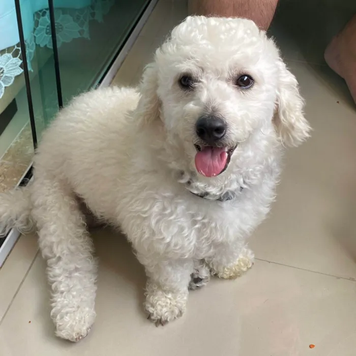 Cachorro ra a Poodle idade 2 anos nome Noha