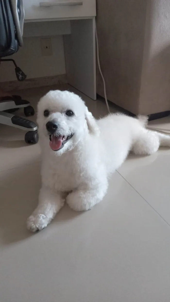 Cachorro ra a Poodle idade 2 anos nome Noha