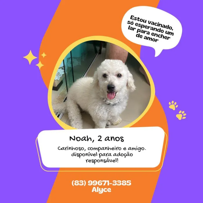 Cachorro ra a Poodle idade 2 anos nome Noha
