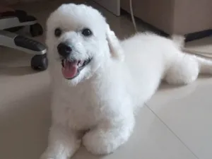 Cachorro raça Poodle idade 2 anos nome Noha