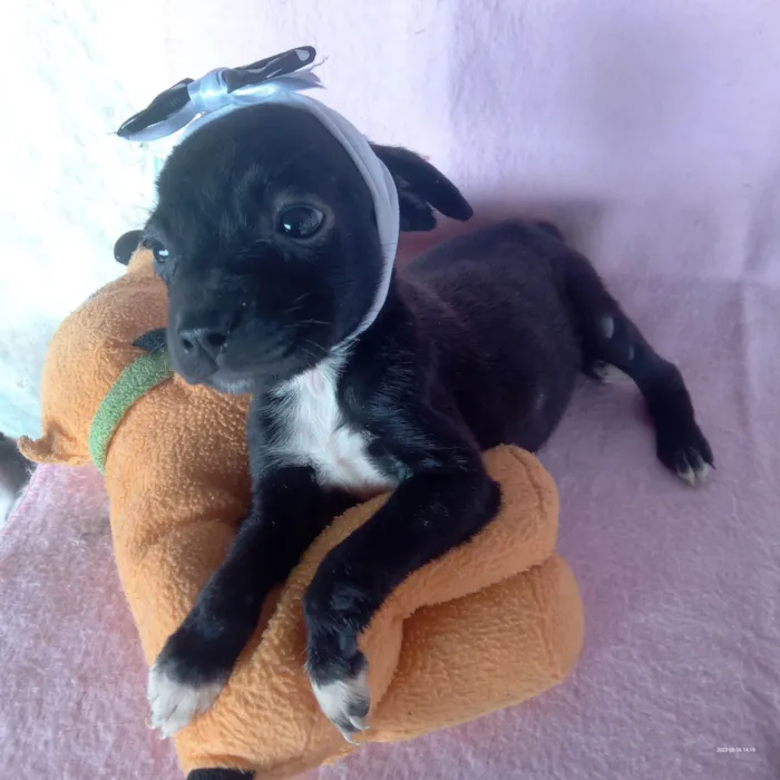 Cachorro ra a Srd idade Abaixo de 2 meses nome Anita 
