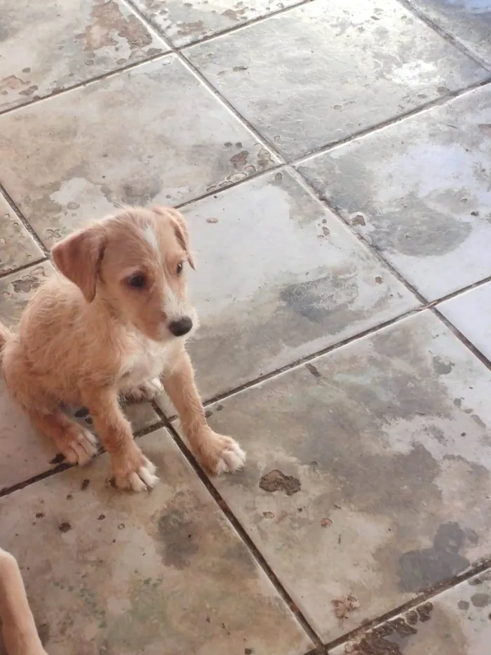 Cachorro ra a Filhotes de labrador com srd idade 2 a 6 meses nome Sem nome