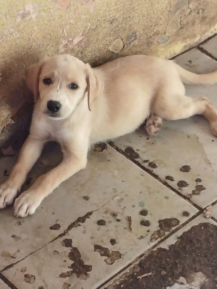 Cachorro ra a Filhotes de labrador com srd idade 2 a 6 meses nome Sem nome