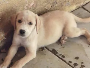 Cachorro raça Filhotes de labrador com srd idade 2 a 6 meses nome Sem nome