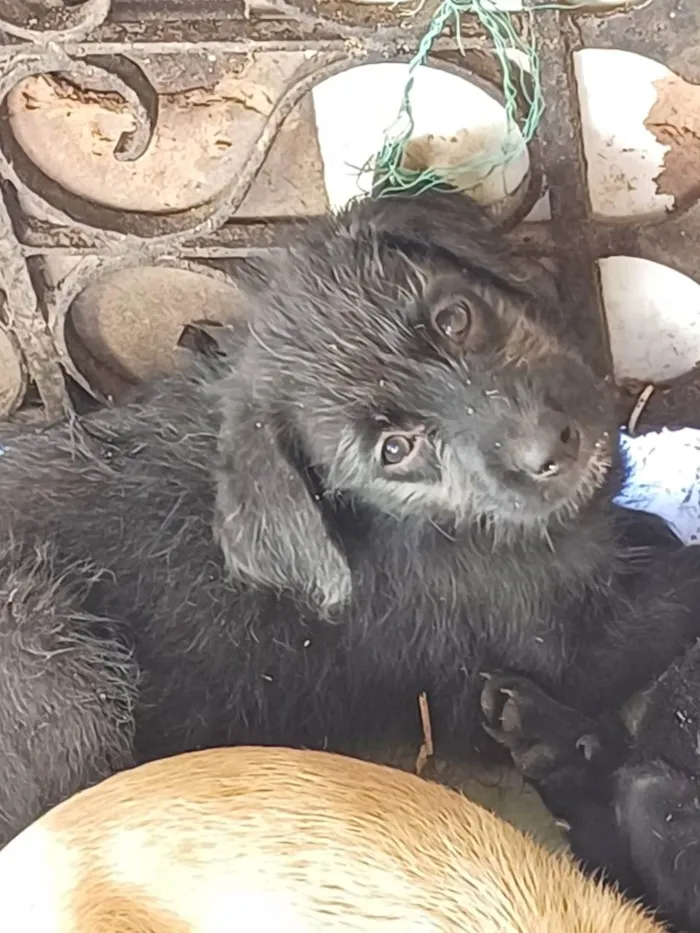 Cachorro ra a Filhotes de labrador com srd idade 2 a 6 meses nome Sem nome