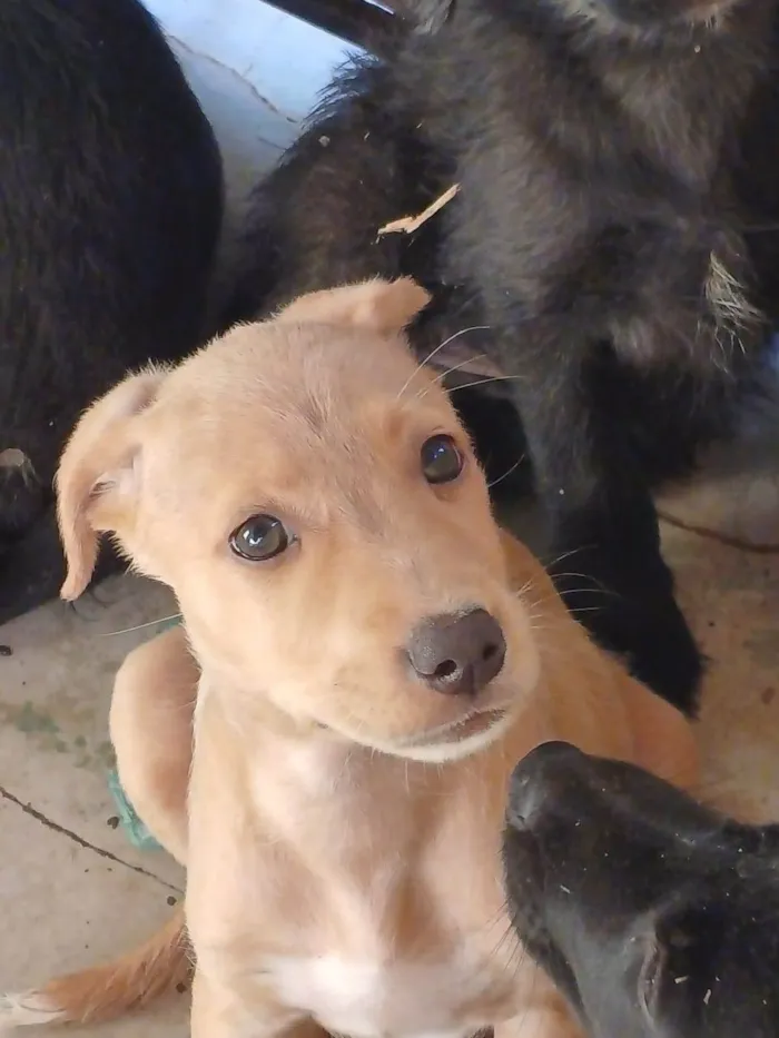 Cachorro ra a Filhotes de labrador com srd idade 2 a 6 meses nome Sem nome