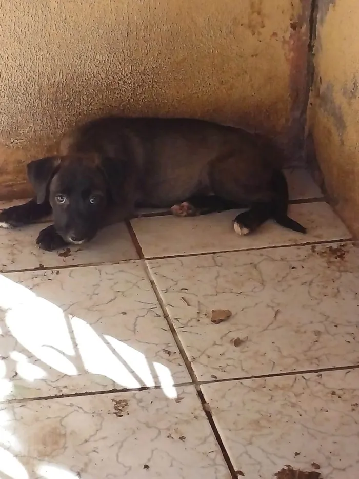 Cachorro ra a Filhotes de labrador com srd idade 2 a 6 meses nome Sem nome
