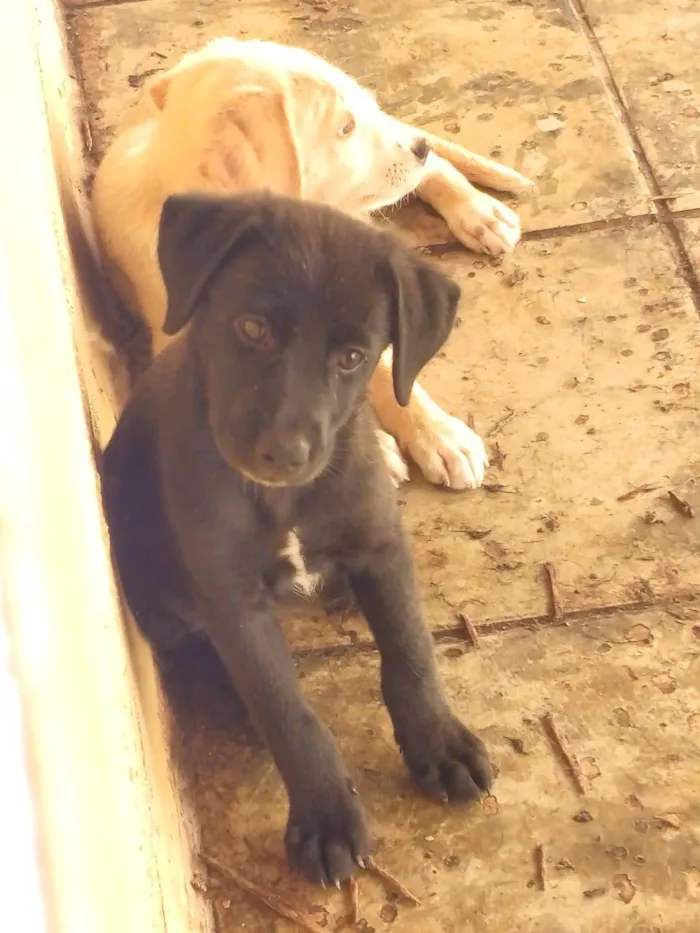 Cachorro ra a Filhotes de labrador com srd idade 2 a 6 meses nome Sem nome