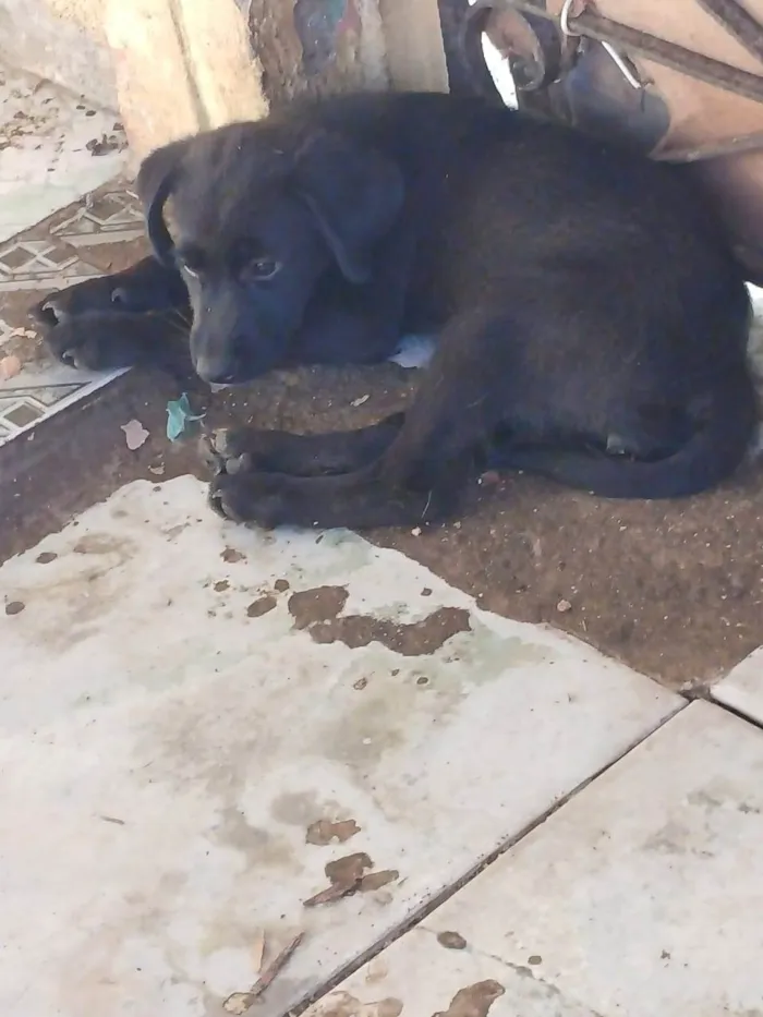 Cachorro ra a Filhotes de labrador com srd idade 2 a 6 meses nome Sem nome