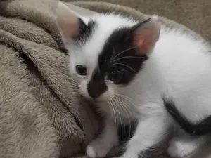 Gato raça SRD-ViraLata idade Abaixo de 2 meses nome Sem nome