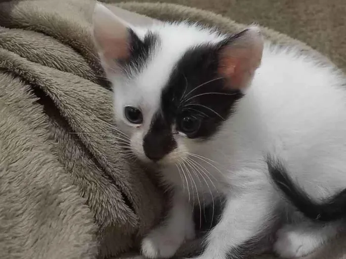 Gato ra a SRD-ViraLata idade Abaixo de 2 meses nome Sem nome
