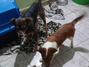 Cachorro raça SRD-ViraLata idade  nome Pitoco