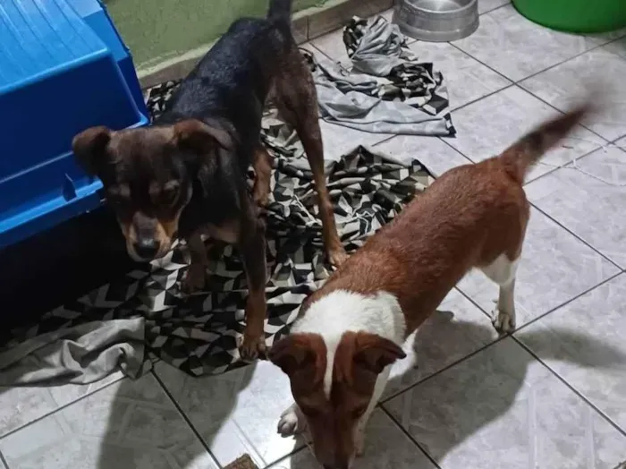 Cachorro ra a SRD-ViraLata idade  nome Pitoco