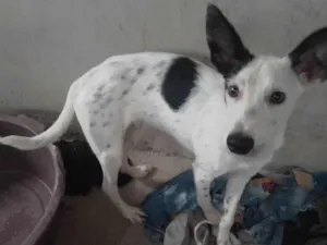 Cachorro raça Vira - lata  idade 7 a 11 meses nome Thor 