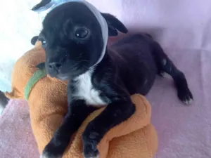 Cachorro raça Srd idade Abaixo de 2 meses nome Anita 
