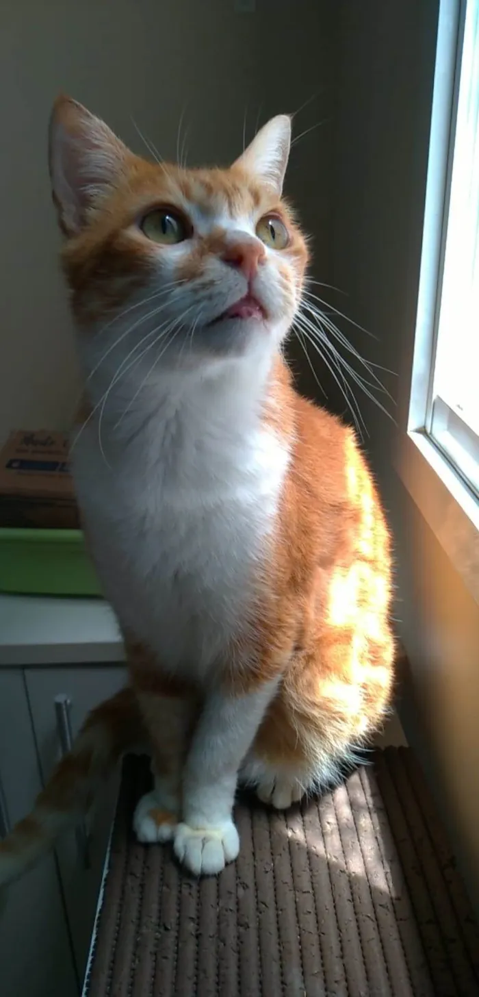 Gato ra a srd idade 2 anos nome THOR