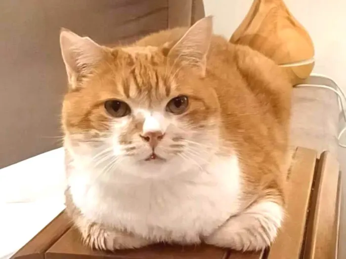 Gato ra a srd idade 2 anos nome THOR