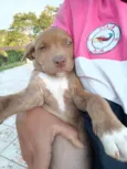 Dora
