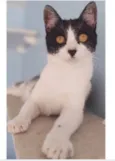 MAGGIE