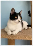 MAGGIE