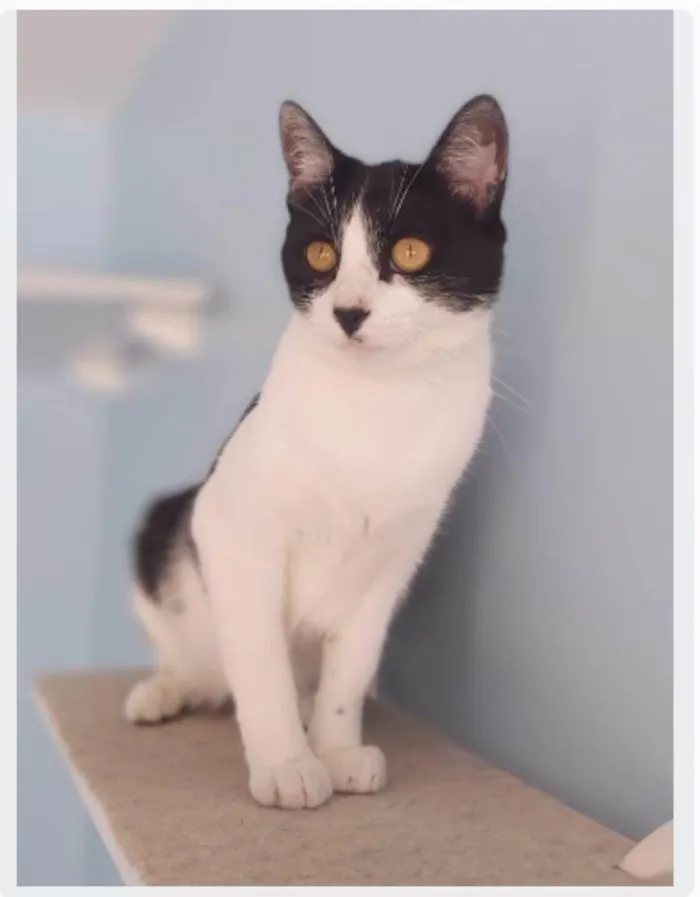 Gato ra a srd frajolinha idade 2 anos nome MAGGIE