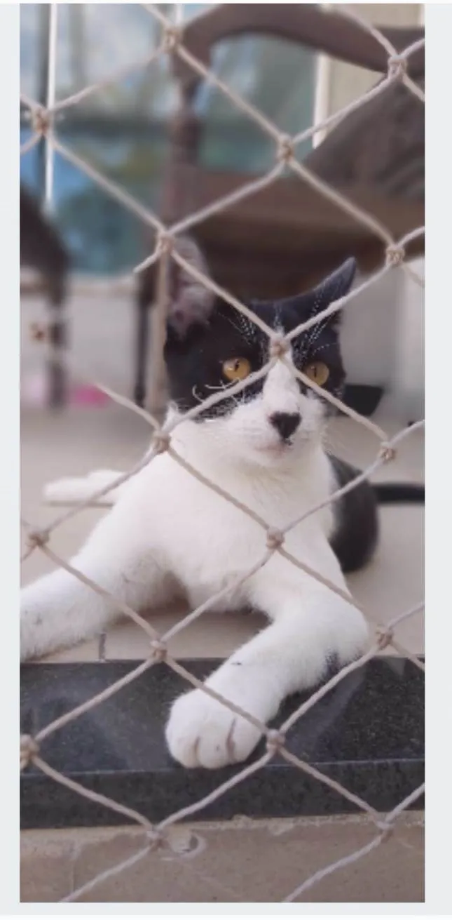 Gato ra a srd frajolinha idade 2 anos nome MAGGIE